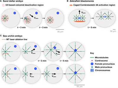 Cytoskeleton Force Exertion in Bulk Cytoplasm